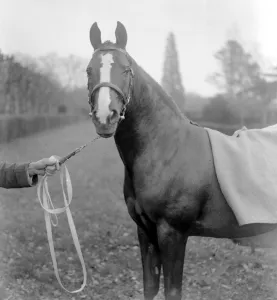 Lady Wentworths Champion Arab Rasin at Crabbet Park Stud Sussex 17 March 1923 Lady Wentworths Champion Arab Rasin at Crabbet Park Stud Sussex 17 March 1923