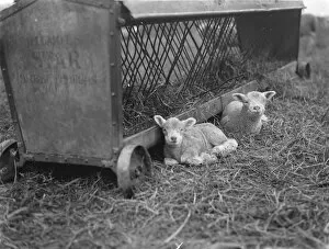 Lambs rest by the straw feeder in Eynsford, Kent. 1936