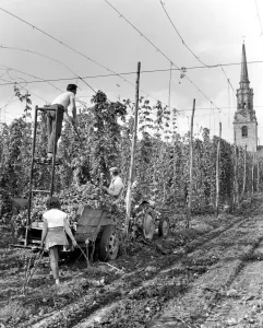 Loading hops for the mechanical picker at Brewers Hall Farm in Mereworth, Kent. 10th Loading hops for the mechanical picker at Brewers Hall Farm in Mereworth, Kent. 10th