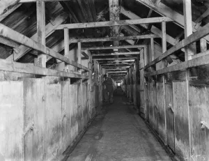 The long pig stye at Tripes farm, Orpington, Kent. 1936 The long pig stye at Tripes farm, Orpington, Kent. 1936