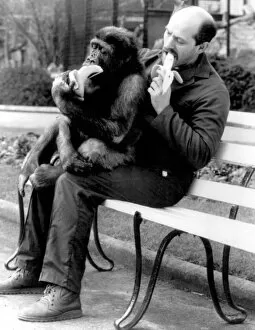Images Dated 29th March 2001: Man with chimpanzee sitting on his lap, both eating bananas