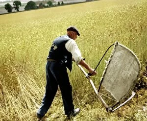 Images Dated 14th February 2002: Man cutting corn with a scythe - harvesting by hand. Picture shows Fred Goldup, aged 72