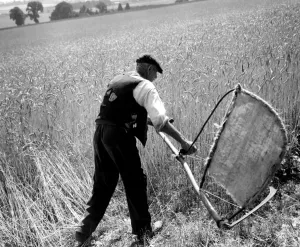 Man cutting corn with a scythe - harvesting by hand. Picture shows Fred Goldup, aged 72 Man cutting corn with a scythe - harvesting by hand. Picture shows Fred Goldup, aged 72