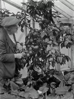 Mr G Lamb of Hextable shows off his orange plants. 1 March 1936