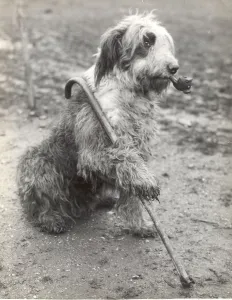 Mr Groombridges Sheepdog 1936 The Old Soldier on Guard - with pipe and stick Mr Groombridges Sheepdog 1936 The Old Soldier on Guard - with pipe and stick