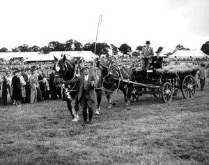 Mr John C Sims Captain and Colonial - two Suffolk Punches, in the Trade or Agricultural Mr John C Sims Captain and Colonial - two Suffolk Punches, in the Trade or Agricultural