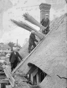 Old craft for modern buildings, reeds from the Norfolk Broads. Thatchers at work Old craft for modern buildings, reeds from the Norfolk Broads. Thatchers at work