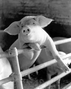 A pig leaning in an uncharacteristically sophisticated manner against the railings A pig leaning in an uncharacteristically sophisticated manner against the railings