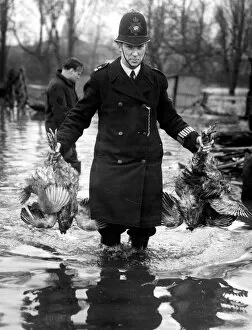 Images Dated 26th March 2002: Police rescue poultry from poultry farms in the flooded area of the Thames in Kent