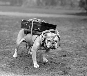Animal Crackers Gallery: Portable wireless! Typical British bulldog is quite content with his Marconi receiving