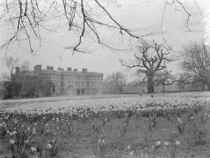 Public can see now wonderful daffodil display at Sir Philip Sassoons home Public can see now wonderful daffodil display at Sir Philip Sassoons home