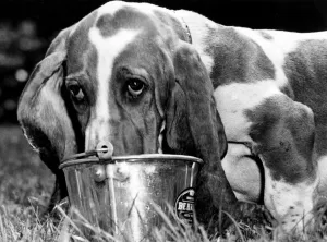 Sam the Basset treats his torrid tongue to a refreshing dousing in a bucket of water Sam the Basset treats his torrid tongue to a refreshing dousing in a bucket of water