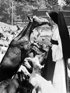 Sister Mary Anne appears just a triple nervous as one deer becomes excited about lunch Sister Mary Anne appears just a triple nervous as one deer becomes excited about lunch