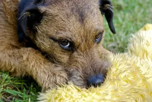 Small tan terrier dog {Lakeland/Border cross} with favourite soft toy on garden lawn Small tan terrier dog {Lakeland/Border cross} with favourite soft toy on garden lawn