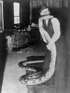 Eight strong men, forcibly feeding a 26 foot python 8 strong men were required to Eight strong men, forcibly feeding a 26 foot python 8 strong men were required to