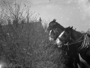 A team of working horses stop for a snack from the Blackthorn blossom in Farningham A team of working horses stop for a snack from the Blackthorn blossom in Farningham