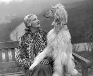 Tunbridge Wells Canine Societys Show. Mrs Edna Carlton with her prize winning Afghan Tunbridge Wells Canine Societys Show. Mrs Edna Carlton with her prize winning Afghan