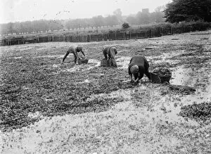 Watercress beds in Farningham. 1935