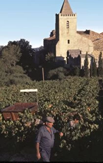 The wine harvest in a vineyard in the village of St-Guiraud, Herault, Midi, South