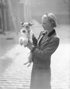 The Wire Fox Terrier Associations Champion Show is taking place at the Drill Hall The Wire Fox Terrier Associations Champion Show is taking place at the Drill Hall