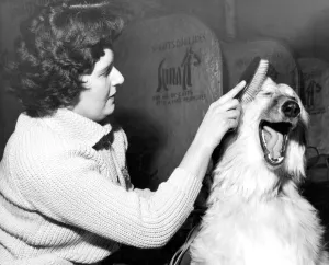 Xanadu of Carloway an Afghan Hound Dog being groomed by owner Mrs G Taylor of Esher Xanadu of Carloway an Afghan Hound Dog being groomed by owner Mrs G Taylor of Esher