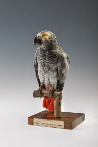 African Grey Parrot (Psittacus erithacus), Africa