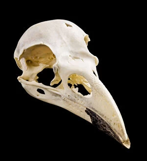 Images Dated 8th January 2016: Common Raven (Corvus corax) Skull, Probably Cornwall, England