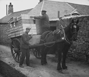 Related Images Collection: Loading flower boxes, Bryher, Isles of Scilly, Cornwall. 1910s