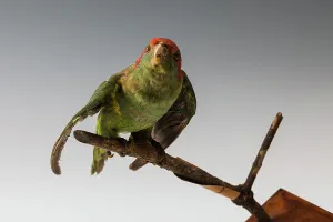 Red-masked Parakeet (Psittacara erythrogenys), Ecuador or Peru, South America Red-masked Parakeet (Psittacara erythrogenys), Ecuador or Peru, South America