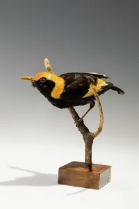 Regent Bowerbird (Sericulus chrysocephalus), New South Wales, Australia Regent Bowerbird (Sericulus chrysocephalus), New South Wales, Australia