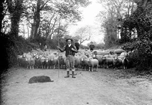 Shepherd with sheep, Cornwall. Late 1800s