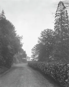 The south drive at Goonvrea House, Perranarworthal, Cornwall. December 1924 The south drive at Goonvrea House, Perranarworthal, Cornwall. December 1924