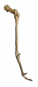 South Island Giant Moa (Dinornis robustus) Right Leg, Castle Hill Station, Canterbury South Island Giant Moa (Dinornis robustus) Right Leg, Castle Hill Station, Canterbury