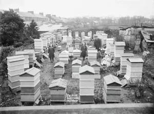 Thomas Hendra Stapletons Beehives at Gwinear, Cornwall. 1912-1913 Thomas Hendra Stapletons Beehives at Gwinear, Cornwall. 1912-1913