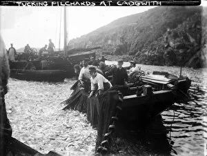 Tucking Pilchards at Cadgwith, Cornwall. Late 1800s