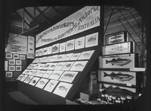 Victoria, Australia exhibit at the Cornwall County Fisheries Exhibition, Truro, Cornwall Victoria, Australia exhibit at the Cornwall County Fisheries Exhibition, Truro, Cornwall