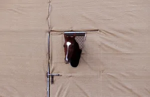 Arabian Horse in a Pen during a Falconry Festival Arabian Horse in a Pen during a Falconry Festival