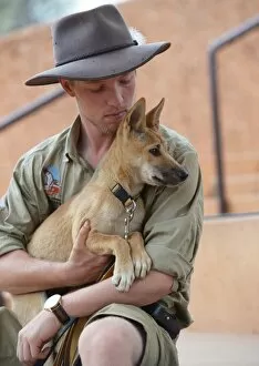 Australia-Animal-Dingo