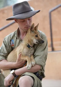 Australia-Animal-Dingo Australia-Animal-Dingo