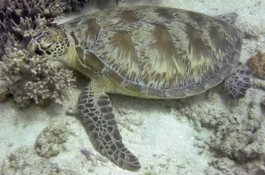 Australia-Conservation-Reef-Turtle Australia-Conservation-Reef-Turtle