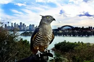 Images Dated 5th September 2001: Australia-Taronga Zoo-Pacific Baza