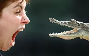 Australia-Wildlife-Crocodile
