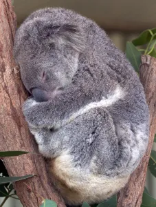 Australia-Zoo Australia-Zoo