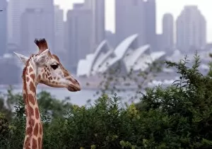 Images Dated 13th December 2000: Australia-Zoo-Sydney