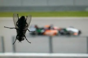 Formula One Gallery: Auto-Prix-Mas-F1