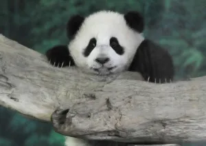 Baby Panda Yuan Zai Taipei City Zoo Baby Panda Yuan Zai Taipei City Zoo