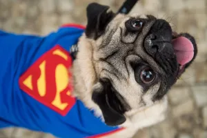 Blacao Carnival Parade Superman Dog Blacao Carnival Parade Superman Dog