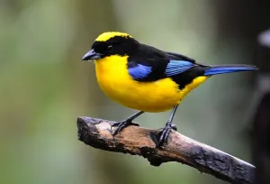 Black Chinned Mountain Tanager (Anisognathus notavilis) Black Chinned Mountain Tanager (Anisognathus notavilis)