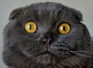 Offbeat Quirky Images Gallery: Black Scottish Fold Cat