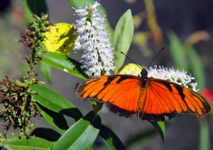 Bolivia-Butterflies Bolivia-Butterflies